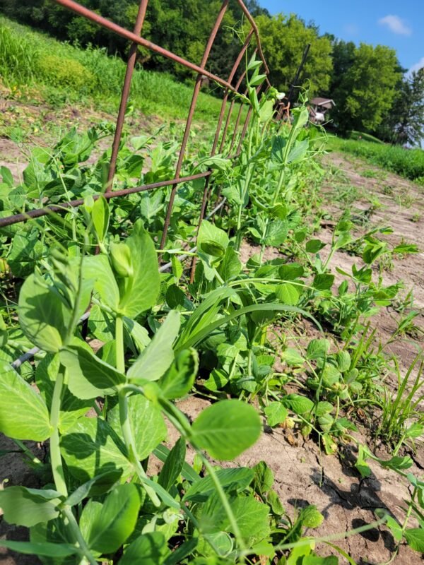 Sugar Snap Peas - Image 4