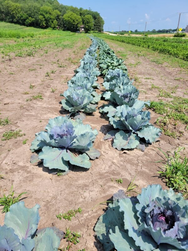 Green Cabbage - Image 2