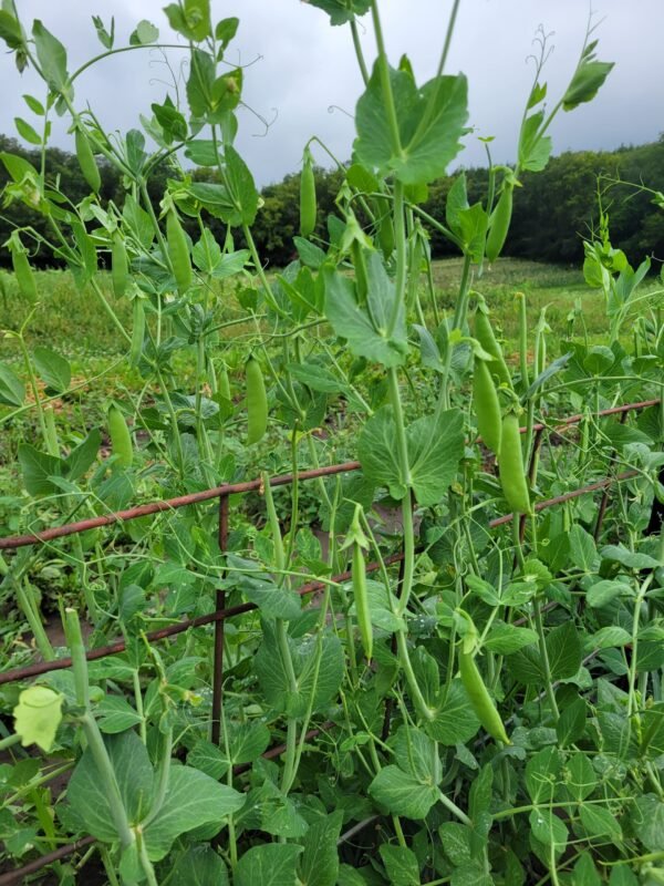 Sugar Snap Peas - Image 3