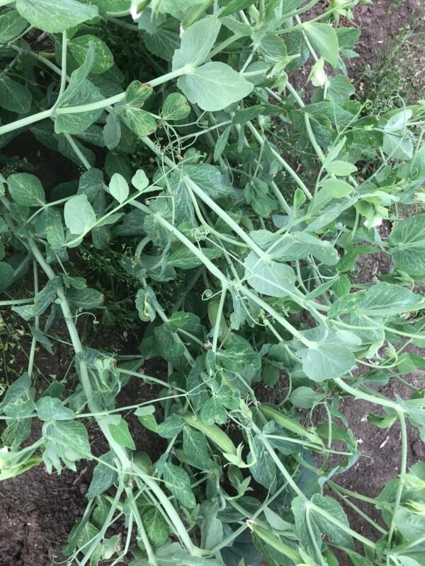 Sugar Snap Peas - Image 2