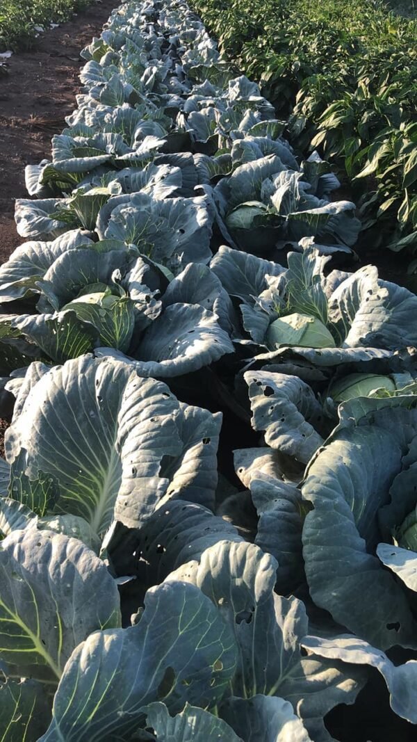 Green Cabbage - Image 3