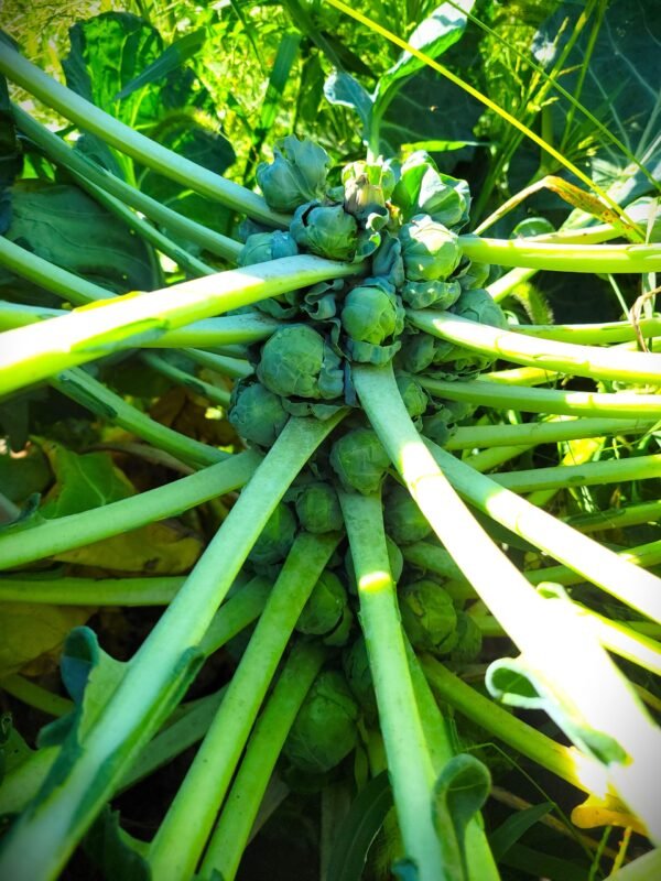 Brussel Sprouts