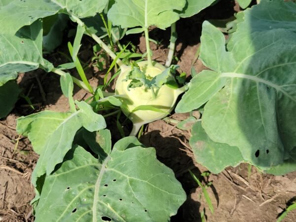 Kohlrabi - Image 2