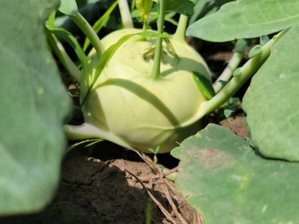 Kohlrabi