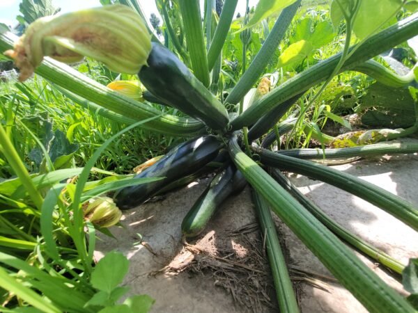 Zucchini Squash - Image 3