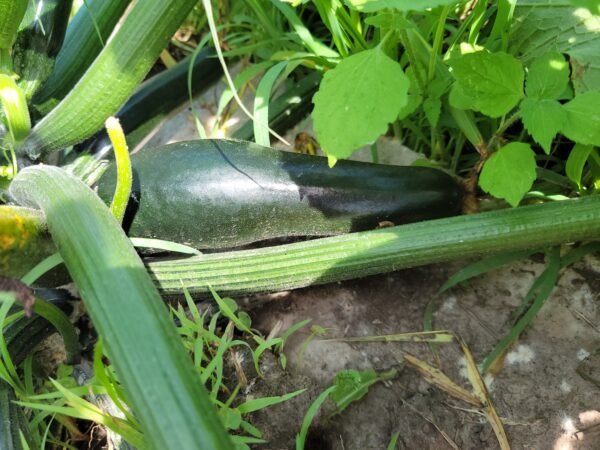 Zucchini Squash - Image 2