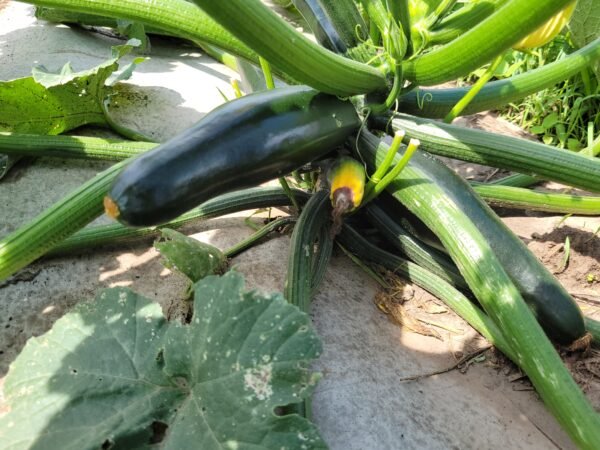 Zucchini Squash