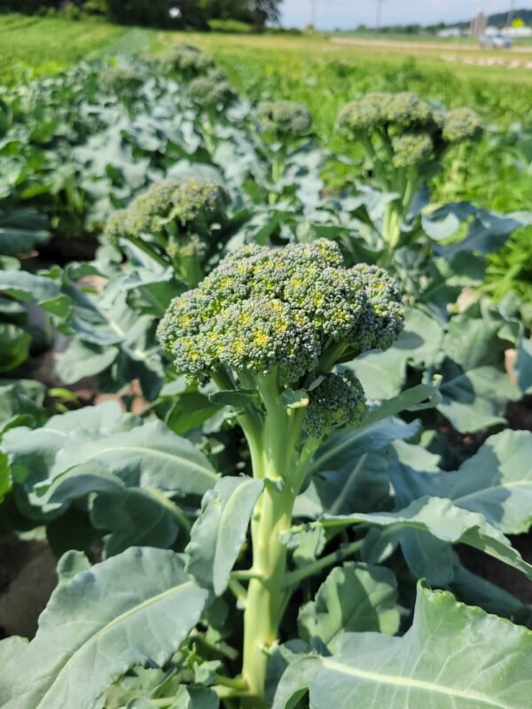 Broccoli - Image 4