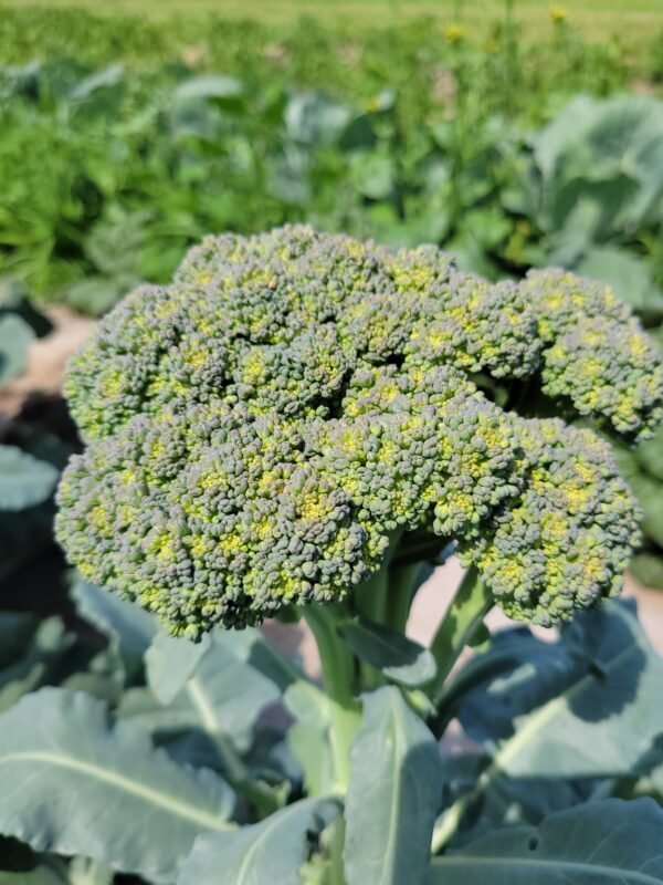 Broccoli - Image 3