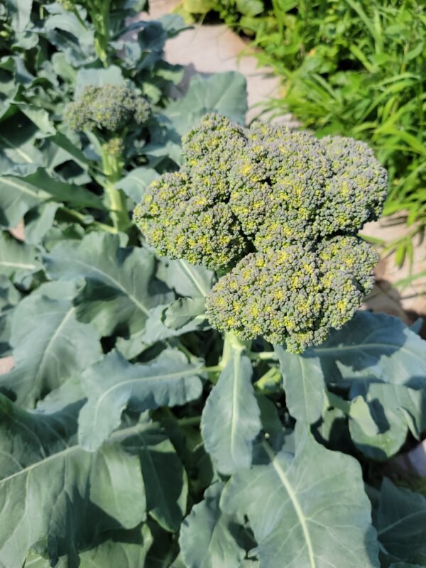 Broccoli - Image 2