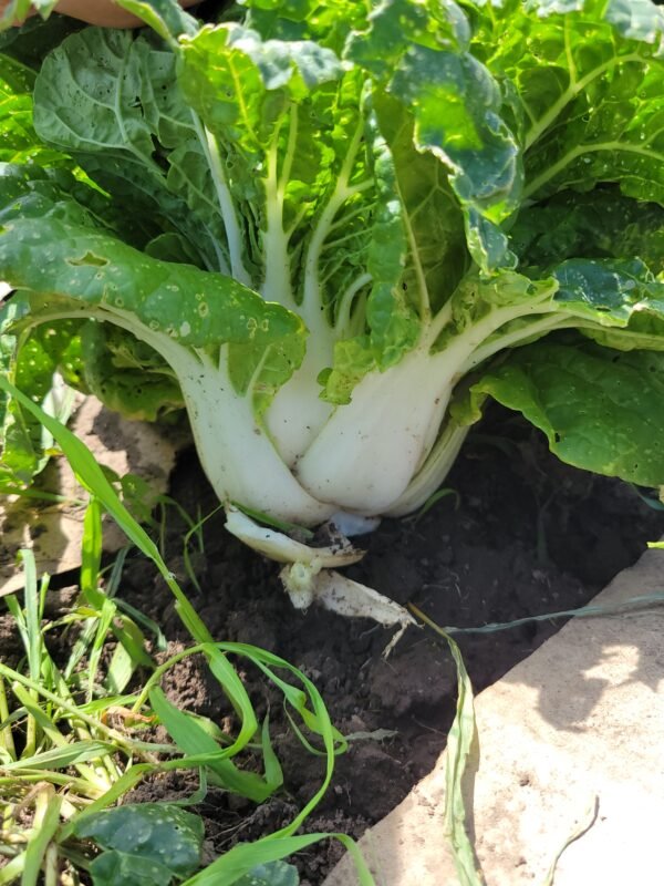 Bok Choy