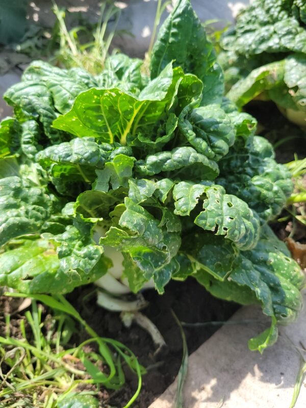 Bok Choy - Image 2