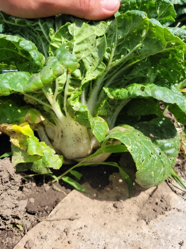 Bok Choy - Image 3