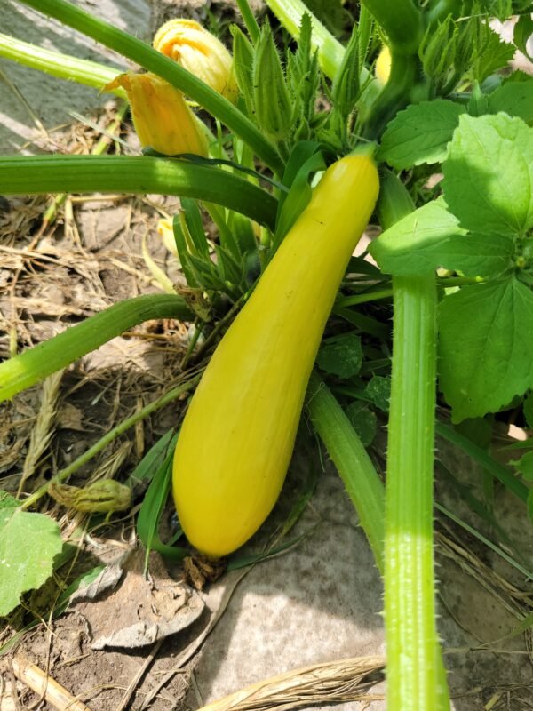 Gold Summer Squash