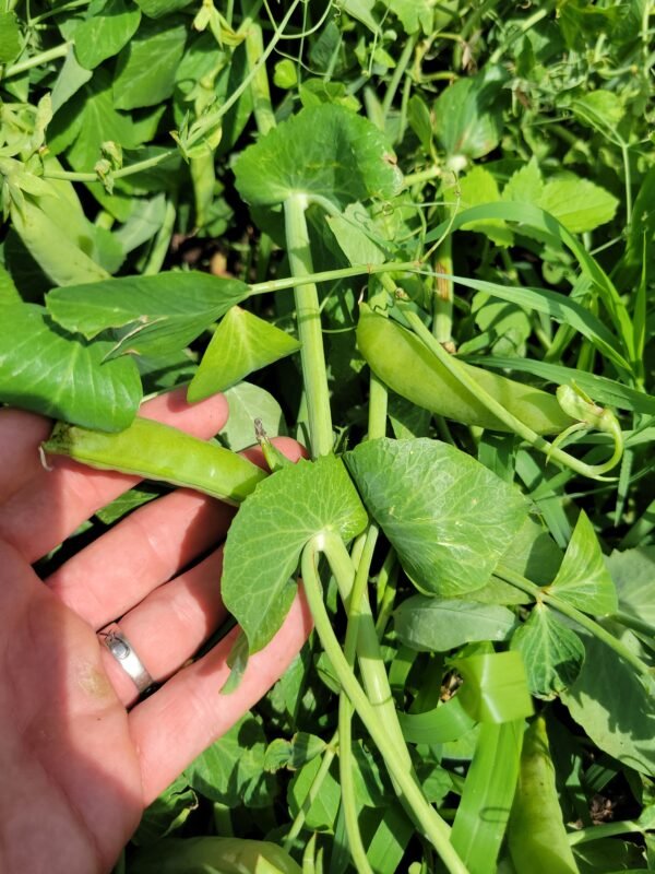 Sugar Snap Peas - Image 7