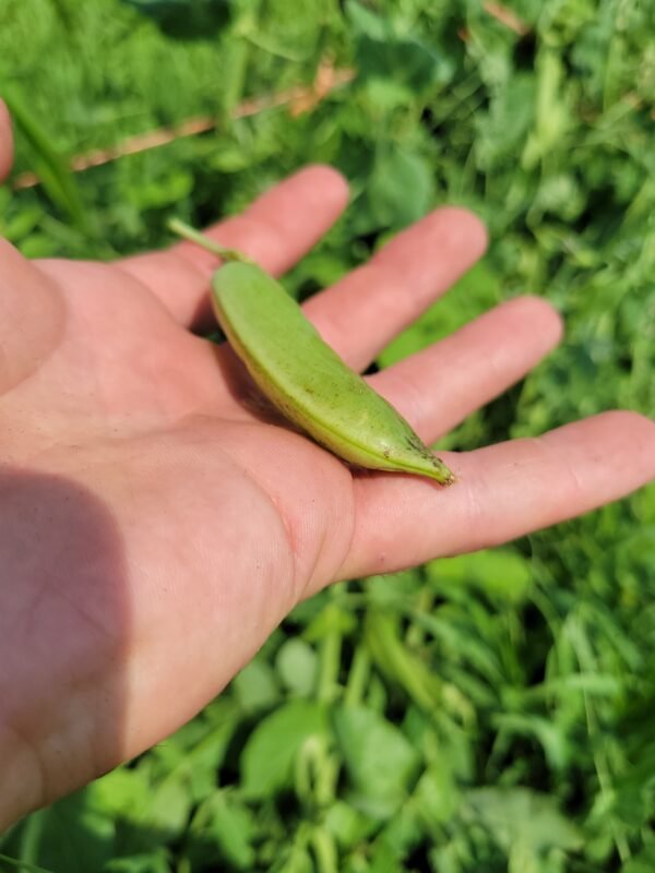 Sugar Snap Peas - Image 6