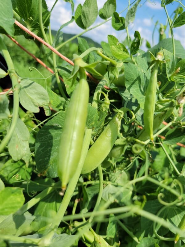 Sugar Snap Peas