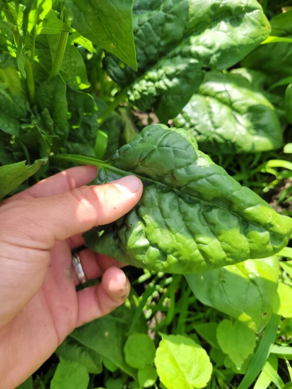 Spinach - Image 2