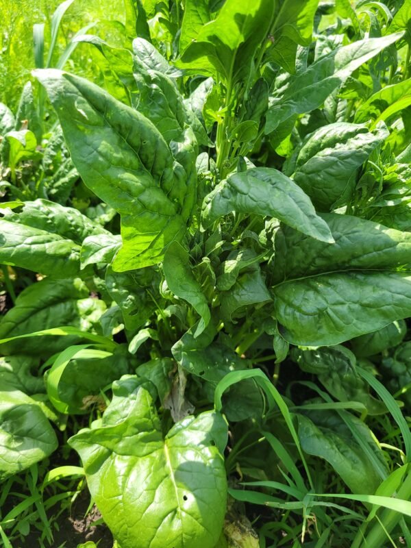 Spinach