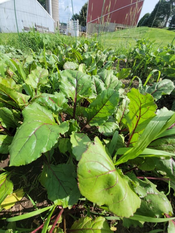 Beets - Image 2