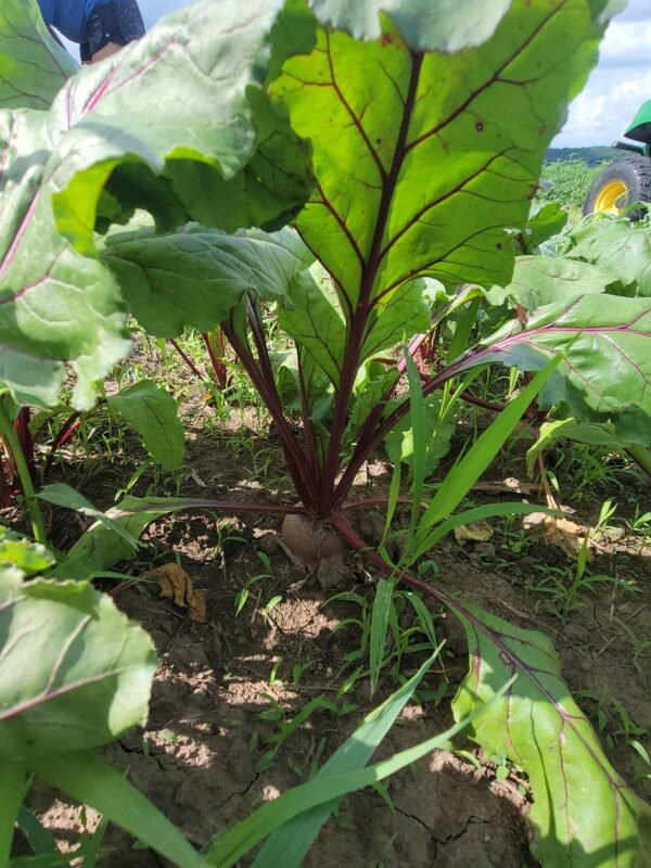 Beets - Image 4