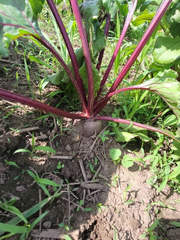 Beets - Image 3