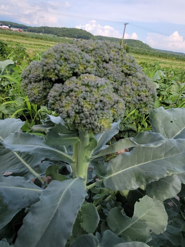 Broccoli