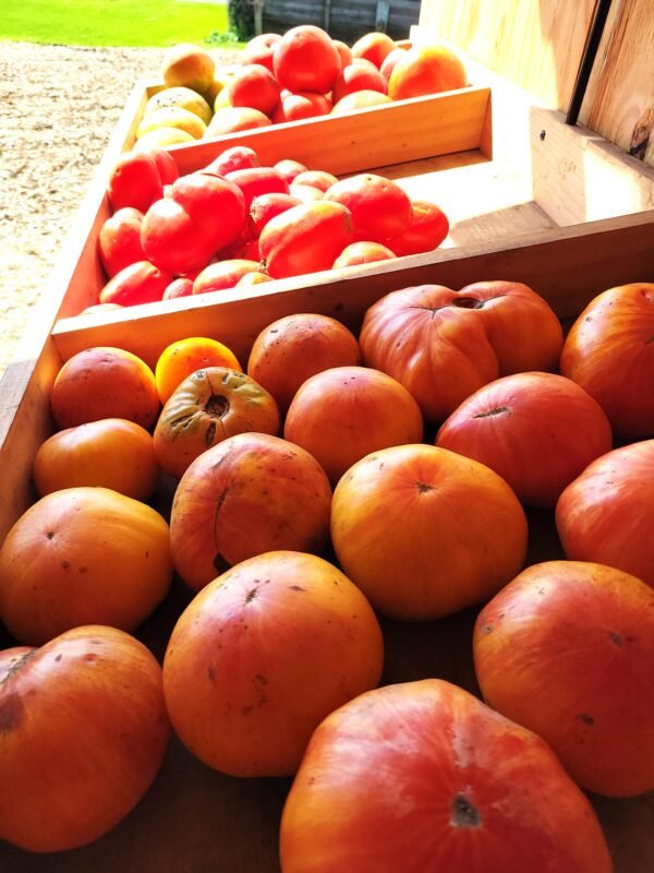 Heirloom Tomatoes - Image 2