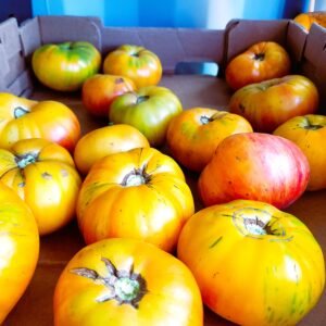 Heirloom Tomatoes