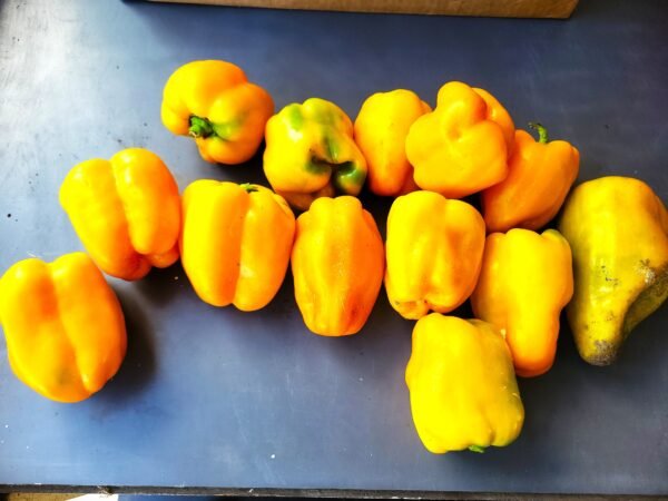 Yellow Bell Peppers - Image 2