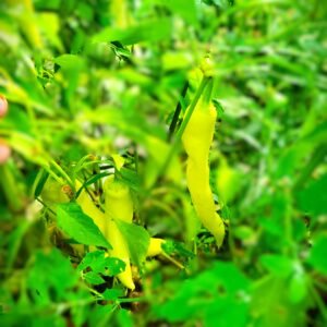 Banana Peppers