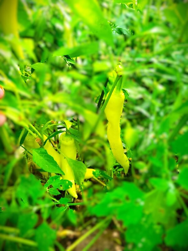 Banana Peppers - Image 2