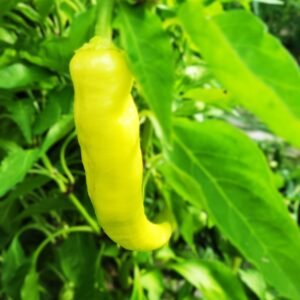 Banana Peppers